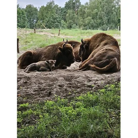 Eldeufer Comfortable * Plau am See